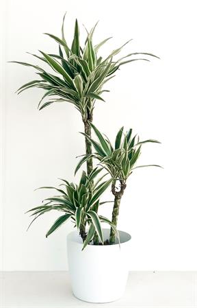 Dracaena Deremensis