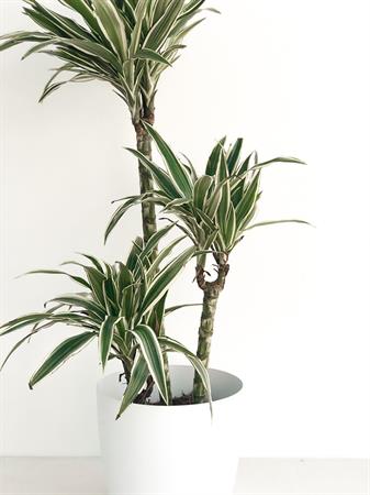 Dracaena Deremensis