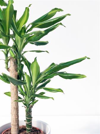 Dracaena Fragrans Lemon