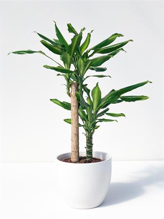 Dracaena Fragrans Lemon