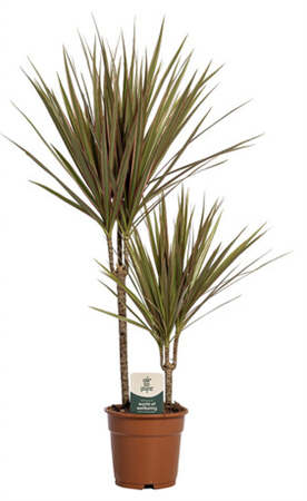 Dracaena Marginata
