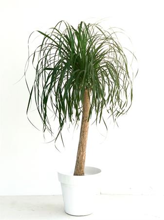 Mangiafumo gigante