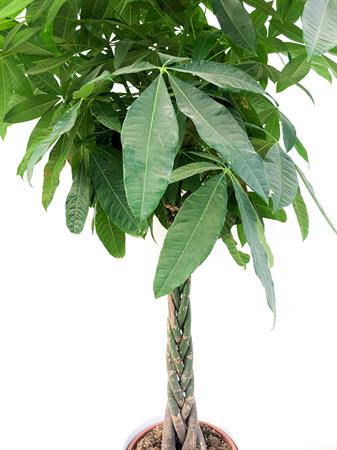 Pachira Acquatica gigante