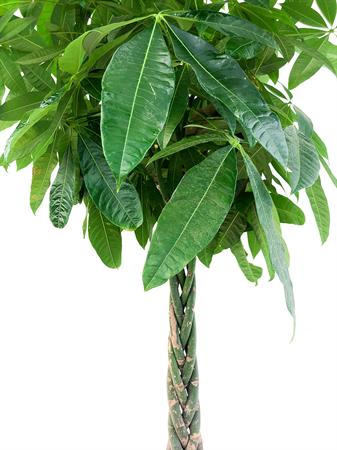 Pachira Acquatica gigante