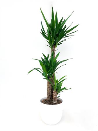 Yucca grande tre rami
