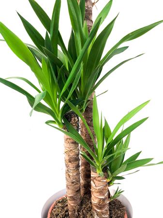 Yucca grande tre rami