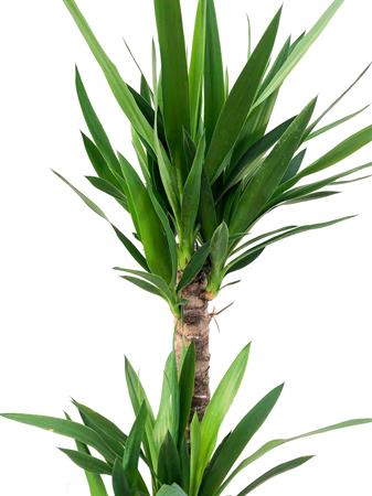 Yucca grande tre rami