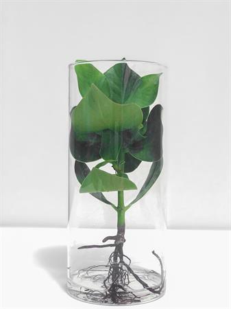 Ficus Clusia idroponico