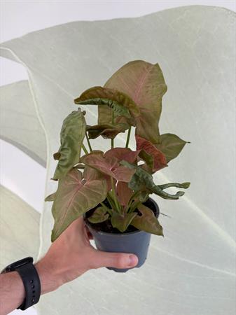 Syngonium variegato rosa