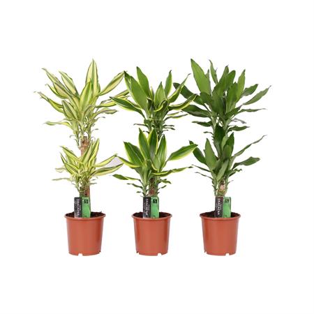 Dracaena d.17