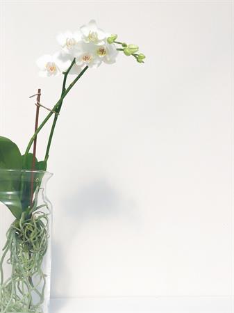 Orchidea idroponica