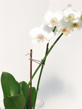 Orchidea idroponica