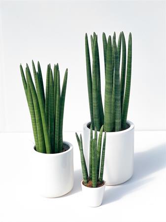 Set 3 Sanseverie Cilindriche