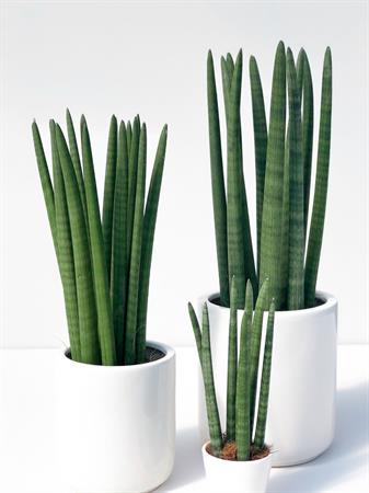 Set 3 Sanseverie Cilindriche