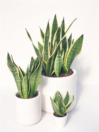 Set 3 Sanseverie Trifasciate