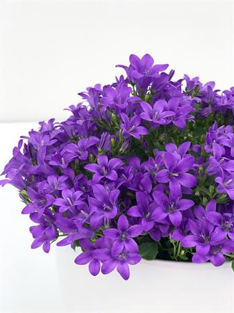 Campanula