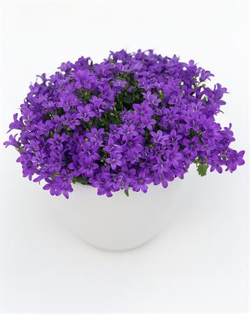Campanula