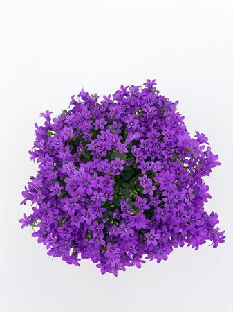Campanula