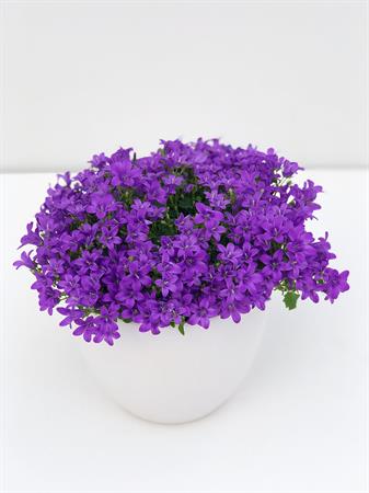 Campanula