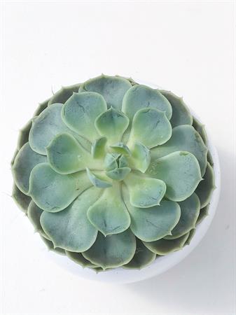 Echeveria