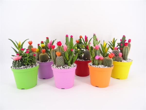 Composizione cactus con fiori applicati