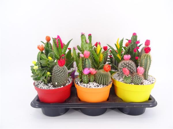 Composizione cactus con fiori applicati