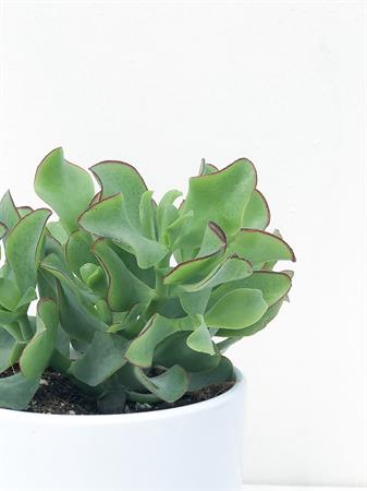 Crassula Ovata