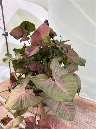 Syngonium basket variegato rosa