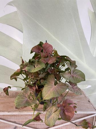 Syngonium basket variegato rosa