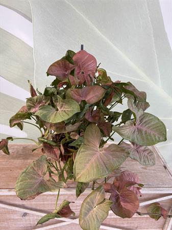 Syngonium basket variegato rosa