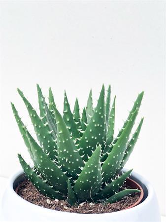 Aloe Humilis