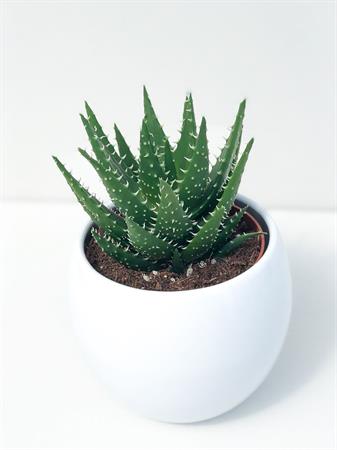 Aloe Humilis