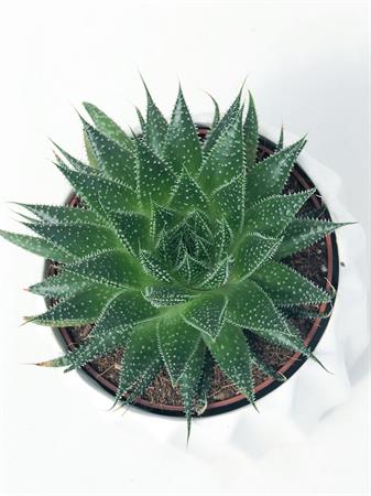 Aloe Cosmo Rocks