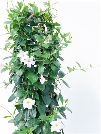 Dipladenia doppio arco grande bianca