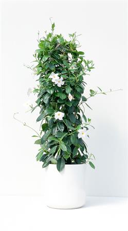 Dipladenia doppio arco grande bianca