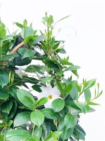 Dipladenia doppio arco grande bianca