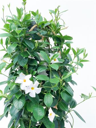 Dipladenia doppio arco grande bianca