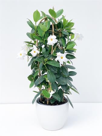 Dipladenia doppio arco bianca