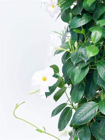 Dipladenia doppio arco bianca