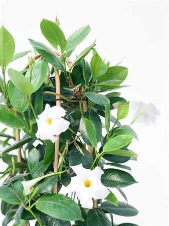 Dipladenia doppio arco bianca