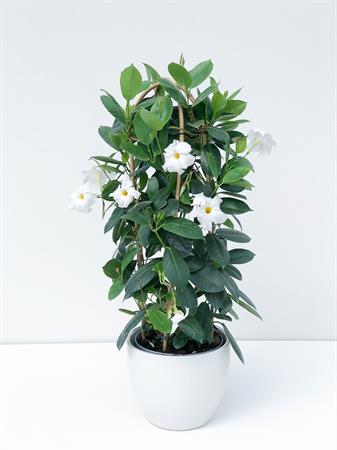 Dipladenia doppio arco bianca