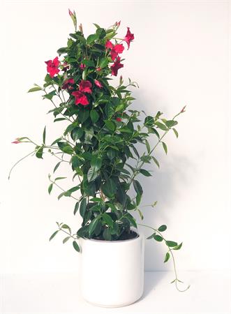 Dipladenia piramide rossa