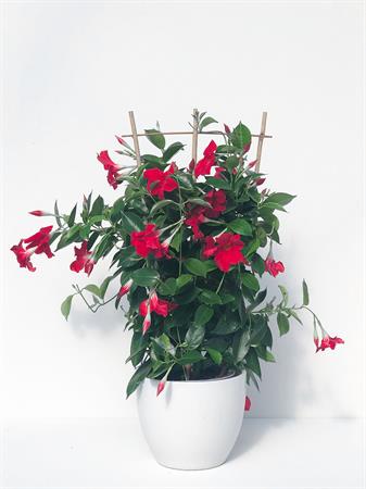 Dipladenia spalliera rossa