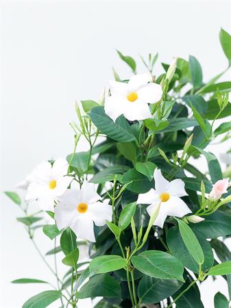 Dipladenia piramide bianca