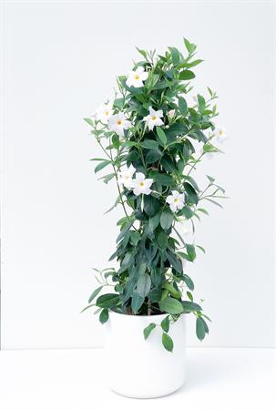 Dipladenia piramide bianca