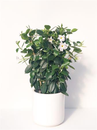 Dipladenia spalliera bianca