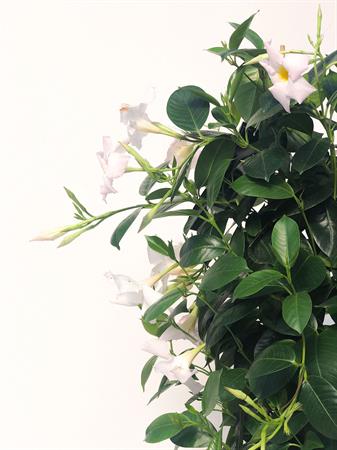 Dipladenia spalliera bianca