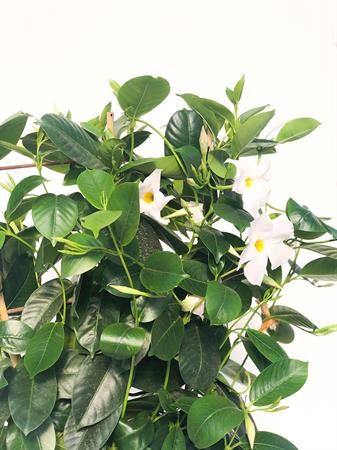 Dipladenia spalliera bianca