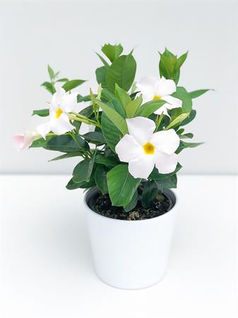 Dipladenia bianca