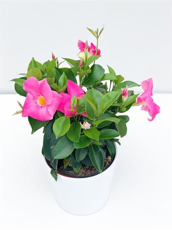 Dipladenia rosa